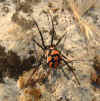 Latrodectus_tredecimguttatus_female.jpg (32015 bytes)