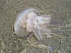 Jellyfish_Washed_Ashore.jpg (1196790 bytes)